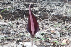 Amorphophallus commutatus